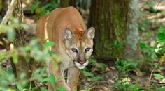 Na ženu v Kanadě vyběhla puma, ta ji zahnala opravdu originálně!