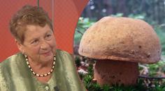 Mykoložka řekla, jaké rostou houby a kam se na ně vypravit