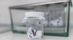 Průlom v léčbě boreliózy. Čeští vědci mají účinnou vakcínu na dosah