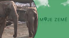 Zoo hrozily, že budou muset utrácet zvířata! Pomůže jim finanční podpora