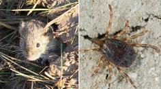 Vědci se bojí extrémního nárůstu nemocí od klíšťat, můžou za to myši