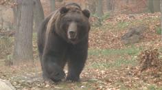Další útok medvědice na Slovensku! Turistovi rozdrásala celé tělo