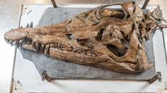 Z útesů se vynořila děsivá mořská příšera. Připomíná podvodního T-rexe