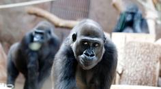 Moja slaví deváté narozeniny! Jak se jí daří ve španělské zoo?