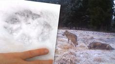Pozor, vlci! Na Kokořínsku natočili smečku sedmi šelem! VIDEO