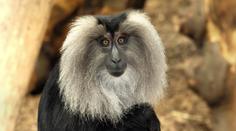 Plzeňská zoo musela utratit vzácného primáta. Nekrmte naše zvířata, zuří