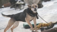 Záběry, které trhají srdce: Fena žije přivázaná řetězem ve strašných podmínkách