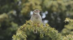 České Švýcarsko zabydlují nové druhy ptáků. Může za to ničivý požár