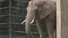 Zoo v Drážďanech se pyšní velkým výběhem pro slony. Láká na stovky zvířat