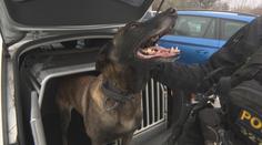 Policejní psi Bobík a Harley dopadli zloděje. Schovával se před nimi pod postelí
