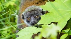 Mláděti vzácného lemura se v ostravské zoo daří výborně! FOTO