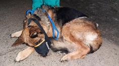 Policie našla majitele zubožené fenky z Vyškovska. Zabavila mu další psy