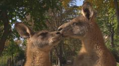 Zvířatům ze zoo se stýská po lidech. Ti pomáhají penězi i krmením