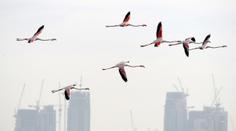 Laguny, mokřady a divoká příroda. Dubaj boří pouštní mýtus