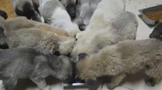 Desítky štěňat zachránili na poslední chvíli, málem umrzla