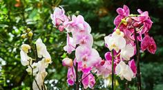 V pražské botanické zahradě začne výstava orchidejí s názvem Cesty objevitelů