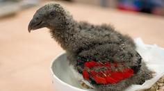 Zoo Praha odchovala trichu orlí. Jedná se o vzácného papouška