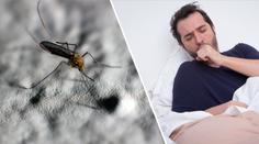 Jih Moravy ohrožuje západonilská horečka, komárům se zde daří