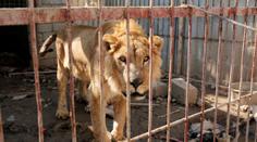 Zbyli jen lev a medvěd! Mosulská zoo se ocitla ve válečné zóně