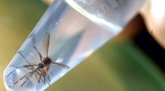 Virus Zika je nebezpečnější, než se myslelo, burcují vědci!