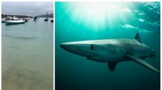 VIDEO: Turisty u britského pobřeží překvapil ohromný predátor!