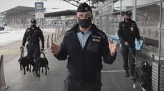 VIDEO: Podívejte se, jak se z roztomilých štěňat vychovávají policejní profesionálové