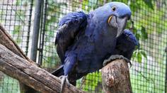 Ze zlínské zoo uprchl vzácný papoušek. Obří pták zmizel z neporušené voliéry