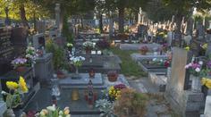 Letošní Dušičky se výrazně prodraží. Panuje nedostatek smutečných květin