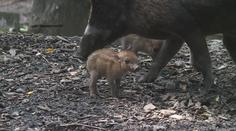 Ostravská zoo se chlubí novými selátky, čekalo se na ně pět let