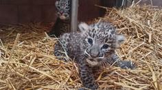 Světový unikát: Královédvorská zoo odchovala dvě mláďata levhartů perských