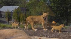 Hororový zážitek návštěvníků zoo. Z výběhu uteklo pět lvů