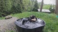 Medvěd si dává lázeň před návratem návštěvníků do zoo