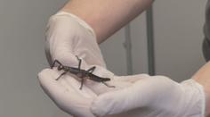 Pražská zoo chová hmyz, který byl považován za vyhynulý. Je jediná v Evropě
