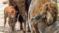 V Brně se radují! Velbloudí kluk a bizoní holka baví návštěvníky zoo