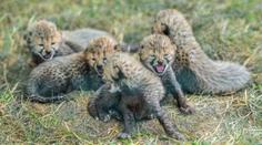 V pražské zoo se narodilo pět gepardích mláďat. Jsou v kritickém období
