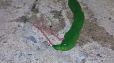 DĚSUPLNÉ VIDEO: Rybář našel u vody odporného tvora! Co to je?