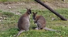 Klokanici ze zooparku zabili dva psi, měla ve vaku mládě. Hledají Skippyho