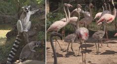 Revoluce ve zlínské zoo: Lemuři a plameňáci žijí v jediném výběhu!
