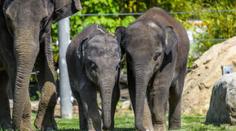 Slůňata v pražské zoo si užívají jarní slunce ve výběhu! GALERIE