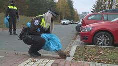 Králící po desítkách umírají v ulicích Mladé Boleslavi! Šíří se myxomatóza