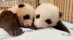 Belgická zoo přišla o tři mláďata pand. Rozloučit se přišly davy lidí