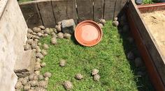 Želvy za statisíce běhaly po Praze! Nikdo je nechce, skončily v zoo