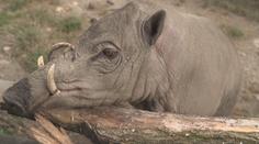 V zoo Jihlava mají nejen nejvyšší suchý tobogán u nás, chovají tam i prasojeleny