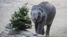 Do zoo o Vánocích za hubičku. Přehled, kde zaplatíte jen symbolické vstupné