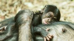 Obrovská radost v ostravské ZOO! Na svět přišel malý šimpanz