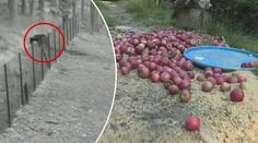 VIDEO: Medvěd na Zlínsku snědl myslivcům jablka a pak se vyfotil
