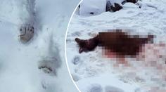 Radim nachytal medvěda při činu: Vyfotil stopy i rozdrásanou zvěř!