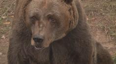 Zemřel nejstarší medvěd v českých zoo. Pištovi bylo téměř 40 let