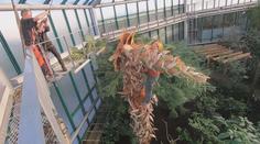 Liberecká botanická zahrada pokácela obří palmu, ohrožovala střechu pavilonu