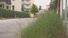 V Jihlavě nestíhají sekat trávu. Město proto chce, aby se zapojily všechny firmy